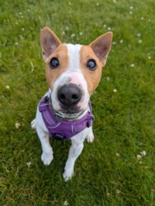 Pet Image
